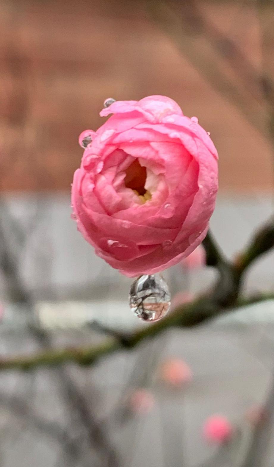 春天的花露水